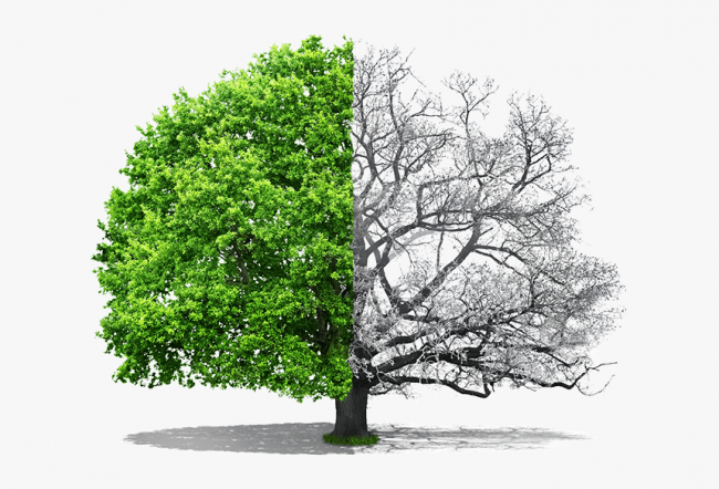 549-5494481_drawing-half-dead-half-alive-tree-hd-png | Phoenix